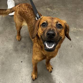 Rojo -  Mixed Breed Dog for Adoption in Tampa, Florida - Rojo | PetCurious
