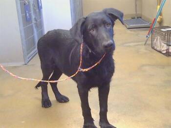 FRANZ -  German Shepherd Dog Dog for Adoption in Sacramento, California - FRANZ | PetCurious