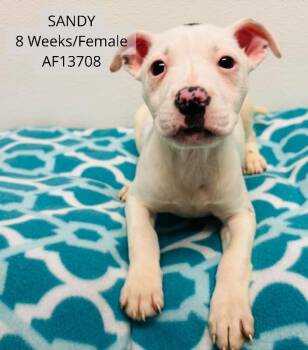 Pit Bull Terrier and Mixed Breed Dogs Available for Adoption - Sandy | PetCurious