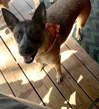 Rescue Australian Cattle Dog Blue Heeler Dogs for Adoption in Theodore, Alabama - Cherry | PetCurious