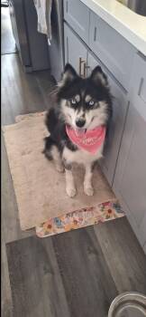 Sydney -  Border Collie and Siberian Husky Dog for Adoption in Los Angeles, California - Sydney | PetCurious