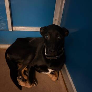 Ripley (Velma) -  Mixed Breed Dog for Adoption in Flagstaff, Arizona - Ripley (Velma) | PetCurious