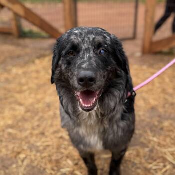 Australian Shepherd Dogs Available for Adoption - Fridge | PetCurious