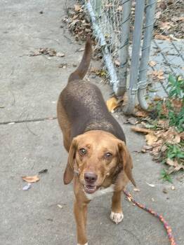 Rescue Beagle Dogs for Adoption in Petersburg, Virginia - Piper | PetCurious