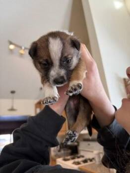 Mixed Breed Dogs Available for Adoption in Klamath Falls, Oregon - Chryssa | PetCurious