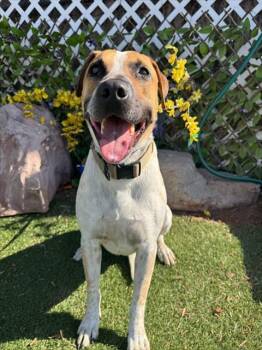 Australian Cattle Dog Blue Heeler Dogs Available for Adoption - BUTTERS | PetCurious