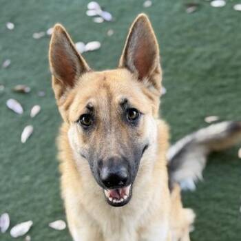 Venus -  German Shepherd Dog Dog for Adoption in Sacramento, California - Venus | PetCurious