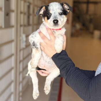 Apricot -  Australian Cattle Dog Blue Heeler Dog for Adoption in Chicago, Illinois - Apricot | PetCurious