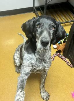 Bluetick Coonhound Dogs Available for Adoption - Zara | PetCurious