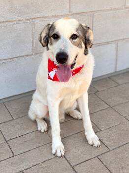 Oreo -  Great Pyrenees Dog for Adoption in Euless, Texas - Oreo | PetCurious