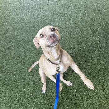 Miss Bam Bam -  Labrador Retriever and Mixed Breed Dog for Adoption in West Palm Beach, Florida - Miss Bam Bam | PetCurious