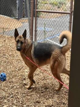 RYKER -  German Shepherd Dog Dog for Adoption in South Lake Tahoe, California - RYKER | PetCurious