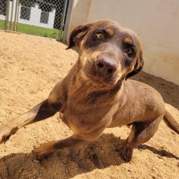 TREASURE 5103 -  Hound and Mixed Breed Dog for Adoption in Loxahatchee Groves, Florida - TREASURE 5103 | PetCurious