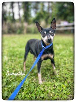 Miniature Pinscher Dogs Available for Adoption - Samantha  | PetCurious
