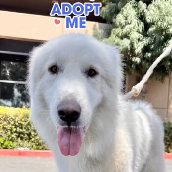 Lobo -  Great Pyrenees Dog for Adoption in Rancho Santa Margarita, California - Lobo | PetCurious