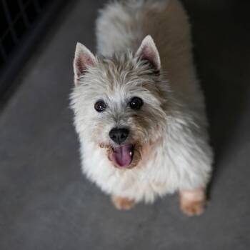 Lil (MY26-85) -  West Highland White Terrier Westie Dog for Adoption in Peyton, Colorado - Lil (MY26-85) | PetCurious