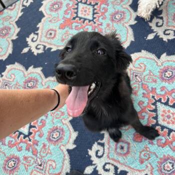 Archie -  Border Collie and Standard Poodle Dog for Adoption in Glenpool, Oklahoma - Archie | PetCurious