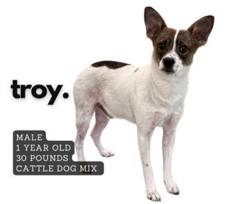 Mixed Breed Dogs Available for Adoption in Ashland, Kentucky - Troy | PetCurious