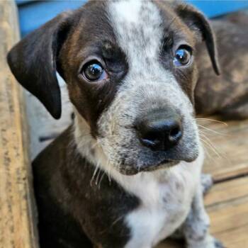 Boston Terrier and Cattle Dog Dogs Available for Adoption - Cheddar | PetCurious