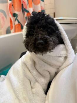 Poodle Dogs Available for Adoption in New York, New York - Joy | PetCurious