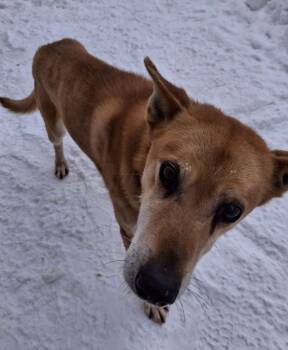 Husky Dogs Available for Adoption - WORF | PetCurious