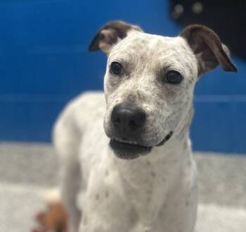 Lagatha -  Australian Cattle Dog Blue Heeler Dog for Adoption in Golden, Colorado - Lagatha | PetCurious
