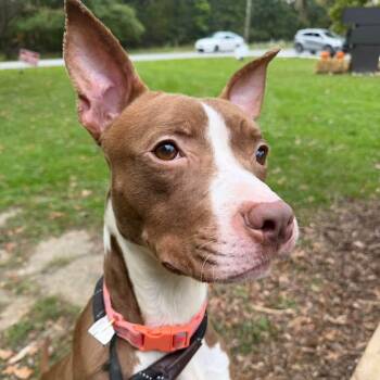 Crush -  Mixed Breed Dog for Adoption in Warren, Ohio - Crush | PetCurious