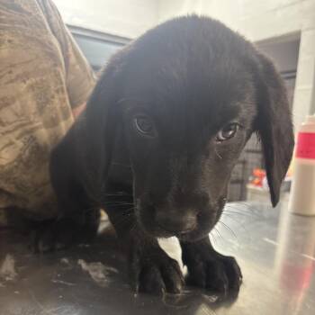Labrador Retriever and Mixed Breed Dogs Available for Adoption in Clanton, Alabama - Joey | PetCurious