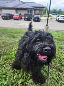 Mia -  Poodle Dog for Adoption in Youngstown, Ohio - Mia | PetCurious