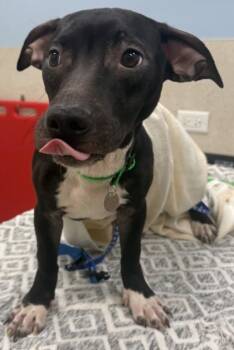 Big Island -  Pit Bull Terrier and Cardigan Welsh Corgi Dog for Adoption in Honolulu, Hawaii - Big Island | PetCurious