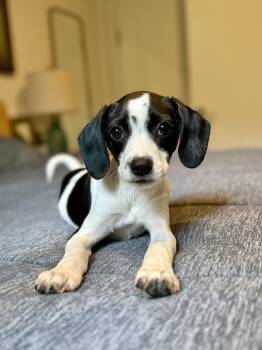 Rigatoni -  Chihuahua Dog for Adoption - Rigatoni | PetCurious