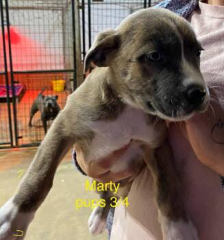 Labrador Retriever Dogs Available for Adoption - Marty Litter | PetCurious