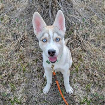 Mixed Breed Dogs Available for Adoption in Hailey, Idaho - Magenta | PetCurious