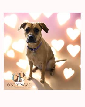 Rescue Boxer Dogs for Adoption in Carbon Hill, Illinois - Solara | PetCurious