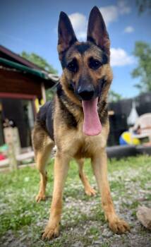 Glory -  German Shepherd Dog Dog for Adoption in Royalton, Illinois - Glory | PetCurious