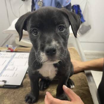 Kit -  Labrador Retriever and Mixed Breed Dog for Adoption in Hawthorne, California - Kit | PetCurious