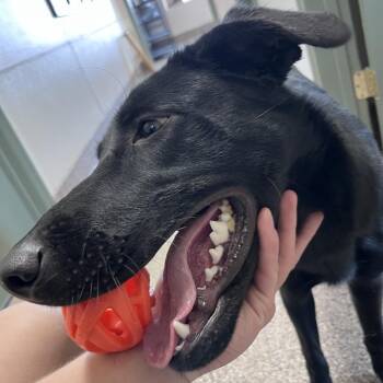 Nikki -  Border Collie Dog for Adoption in Fallon, Nevada - Nikki | PetCurious