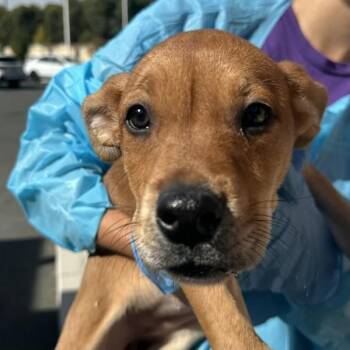 Turtleneck -  American Staffordshire Terrier and Cattle Dog Dog for Adoption in Walnut Creek, California - Turtleneck | PetCurious