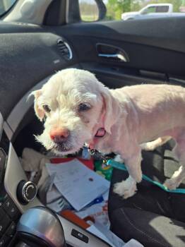 Maltese Dogs Available for Adoption in Fort Wayne, Indiana - Chloe | PetCurious