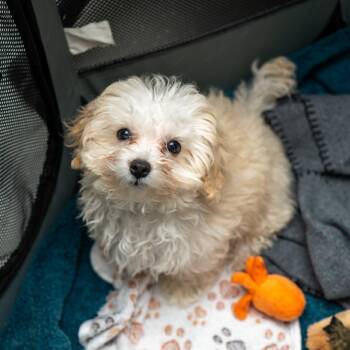 Polly -  Maltese Dog for Adoption in New York, New York - Polly | PetCurious
