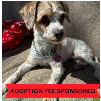 Rescue Poodle Dogs for Adoption in San Pablo, California - Jesse | PetCurious