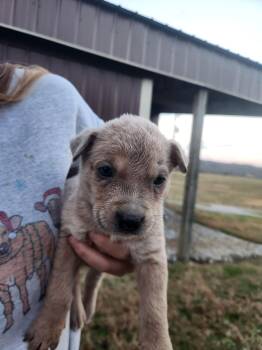 Rescue Mixed Breed Dogs for Adoption in Spring Hill, Tennessee - Mr. Bundles | PetCurious