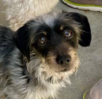 Rescue Dachshund and Parson Russell Terrier Dogs for Adoption in Tracy, California - Lucy And Hank | PetCurious