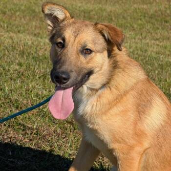 Rescue Shepherd Dogs for Adoption in Calabash, North Carolina - Minnow | PetCurious