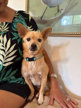 Harold Bananas Foster -  Chihuahua and Mixed Breed Dog for Adoption in Friendswood, Texas - Harold Bananas Foster | PetCurious
