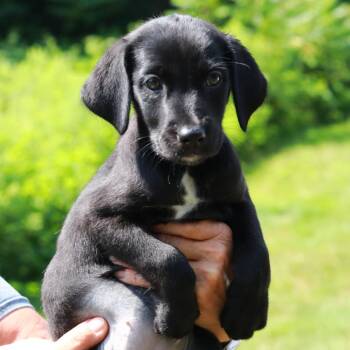 CT Bumble avail Jul 18 (Petco- Enfield, CT) -  Labrador Retriever and Mixed Breed Dog for Adoption in Stormville, New York - CT Bumble Avail Jul 18 (Petco- Enfield, CT) | PetCurious