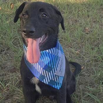 Little Waylon (20260928-02) -  Labrador Retriever and Shepherd Dog for Adoption in Niagara Falls, Ontario - Little Waylon (20260928-02) | PetCurious