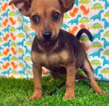 Zoya -  Chihuahua and Dachshund Dog Available for Adoption in Carson City, Nevada - Zoya | PetCurious