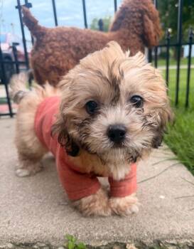 Charlie -  Bichon Frise and Shih Tzu Dog for Adoption in Union Grove, Wisconsin - Charlie | PetCurious