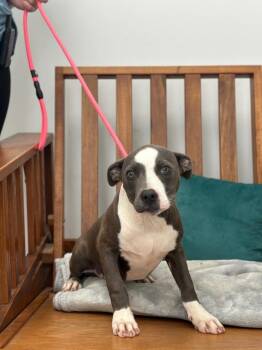 Mixed Breed Dogs Available for Adoption in Cambridge, Maryland - Jesse | PetCurious